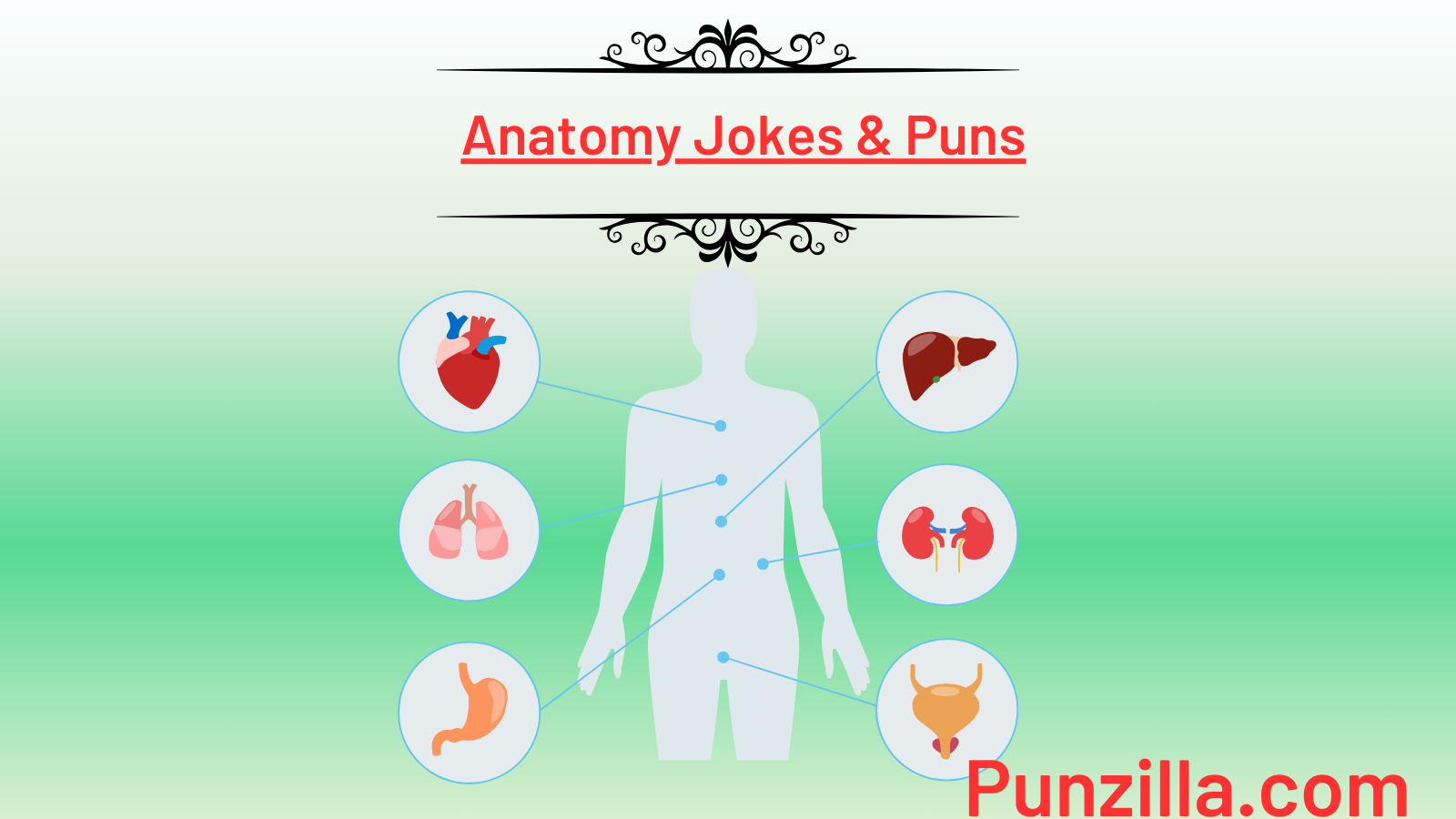 Anatomy Jokes & Puns