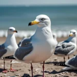 Seagull Puns & Jokes